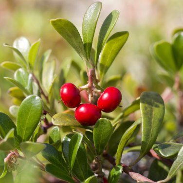 Wild Cranberry Vaccinium Macrocarpon Bearberry Fruit 20 PCS Seeds