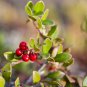 Wild Cranberry Vaccinium Macrocarpon Bearberry Fruit 20 PCS Seeds