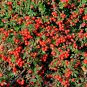 Wild Cranberry Vaccinium Macrocarpon Bearberry Fruit 20 PCS Seeds