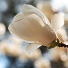 White Yulan Magnolia Tree 10 PCS Seeds White Yulan Magnolia Tree 10 PCS Seeds