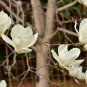 White Yulan Magnolia Tree 10 PCS Seeds