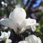 White Yulan Magnolia Tree 10 PCS Seeds