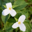 White Trillium Wildflower 100 PCS Seeds