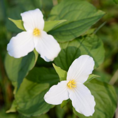 White Trillium Wildflower 100 PCS Seeds