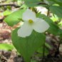 White Trillium Wildflower 100 PCS Seeds