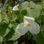 White Trillium Wildflower 100 PCS Seeds