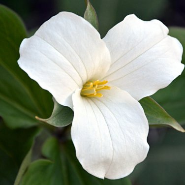 White Trillium Wildflower 50 PCS Seeds