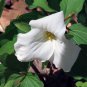 White Trillium Wildflower 50 PCS Seeds