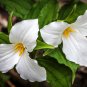 White Trillium Wildflower 50 PCS Seeds