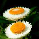 White Strawflowers Helichrysum bracteatum 30 PCS Seeds