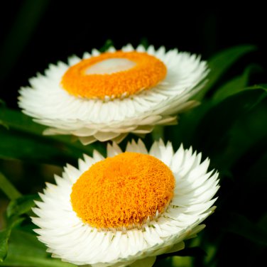 White Strawflowers Helichrysum bracteatum 30 PCS Seeds