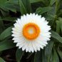 White Strawflowers Helichrysum bracteatum 30 PCS Seeds