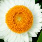 White Strawflowers Helichrysum bracteatum 30 PCS Seeds
