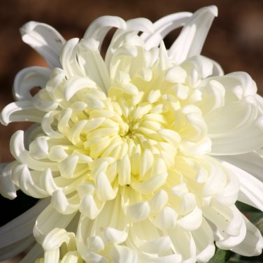 White Spider Chrysanthemum Bonsai Flowers 50 PCS Seeds