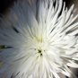 White Spider Chrysanthemum Bonsai Flowers 50 PCS Seeds