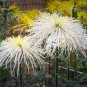 White Spider Chrysanthemum Bonsai Flowers 50 PCS Seeds