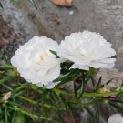 White Portulaca Grandiflora 100 PCS Seeds