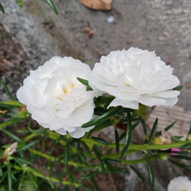 White Portulaca Grandiflora 100 PCS Seeds