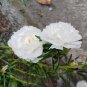 White Portulaca Grandiflora 100 PCS Seeds