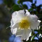 White Portulaca Grandiflora 100 PCS Seeds