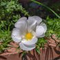 White Portulaca Grandiflora 100 PCS Seeds