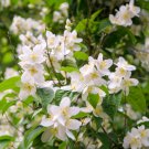 White Orange Jasmine Kamuning Hedging Garden Plants 20 PCS Seeds White Orange Jasmine Kamuning Hedging Garden Plants 20 PCS Seeds