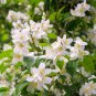 White Orange Jasmine Kamuning Hedging Garden Plants 20 PCS Seeds