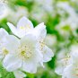 White Orange Jasmine Kamuning Hedging Garden Plants 20 PCS Seeds