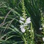 White OBEDIENT PLANT 20 PCS Seeds