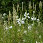 White OBEDIENT PLANT 20 PCS Seeds