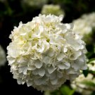 White Spice Snowball Flower 50 PCS Seeds