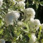 White Spice Snowball Flower 50 PCS Seeds