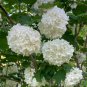 White Spice Snowball Flower 50 PCS Seeds