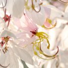 white shower tree cassia bakeriana stunning apple blossom cassia 30 PCS Seeds white shower tree cassia bakeriana stunning apple blossom cassia 30 PCS Seeds