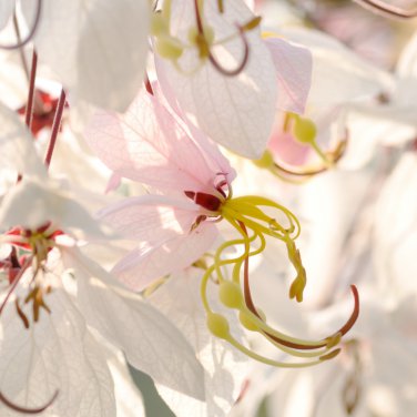 white shower tree cassia bakeriana stunning apple blossom cassia 30 PCS Seeds