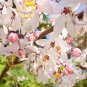 white shower tree cassia bakeriana stunning apple blossom cassia 30 PCS Seeds