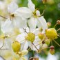 white shower tree cassia bakeriana stunning apple blossom cassia 30 PCS Seeds