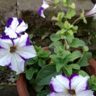 White Purple Petunia 200 PCS Seeds