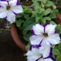 White Purple Petunia 200 PCS Seeds