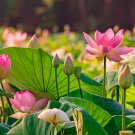 White Nelumbo Nucifera Lotus Flower w Red Edge Hybrid Pond Plant 1 PCS Seeds White Nelumbo Nucifera Lotus Flower w Red Edge Hybrid Pond Plant 1 PCS Seeds
