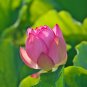 White Nelumbo Nucifera Lotus Flower w Red Edge Hybrid Pond Plant 1 PCS Seeds