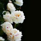 'White Lovers' Light Fragrant Peony Flower Plant 5 PCS Seeds 'White Lovers' Light Fragrant Peony Flower Plant 5 PCS Seeds