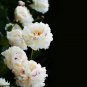 'White Lovers' Light Fragrant Peony Flower Plant 5 PCS Seeds