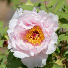 White Little Red Peony Shrub Flower 5 PCS Seeds White Little Red Peony Shrub Flower 5 PCS Seeds
