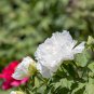White Little Red Peony Shrub Flower 5 PCS Seeds