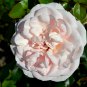 White Little Red Peony Shrub Flower 5 PCS Seeds