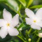 White jasmine Arabian jasmine aromatic plant good smell chinese 10 PCS Seeds