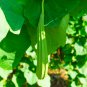 White Jade Luffa Organic Vegetables 8 PCS Seeds