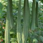 White Jade Luffa Organic Vegetables 8 PCS Seeds
