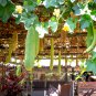 White Jade Luffa Organic Vegetables 8 PCS Seeds
